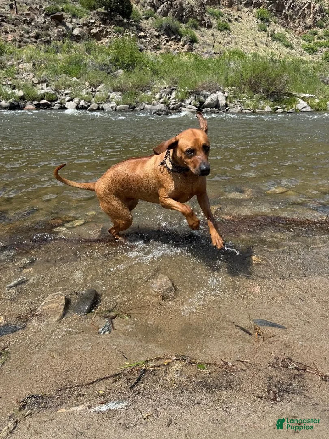 Rhodesian Ridgeback dogs for sale: Rhodesian Ridgeback 7 - Ad 2