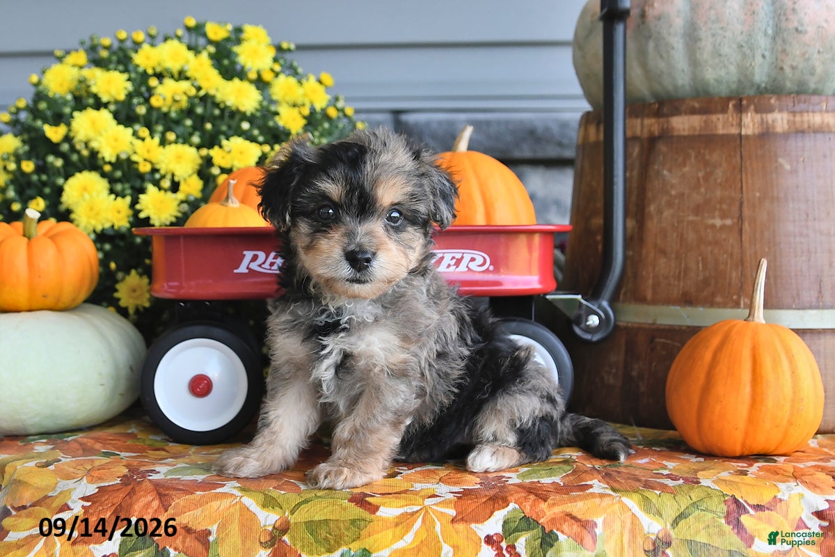 Yorkiepoo dogs Amber - Ad 1