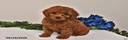 Miniature Poodle dogs for sale: Milo - Ad 3