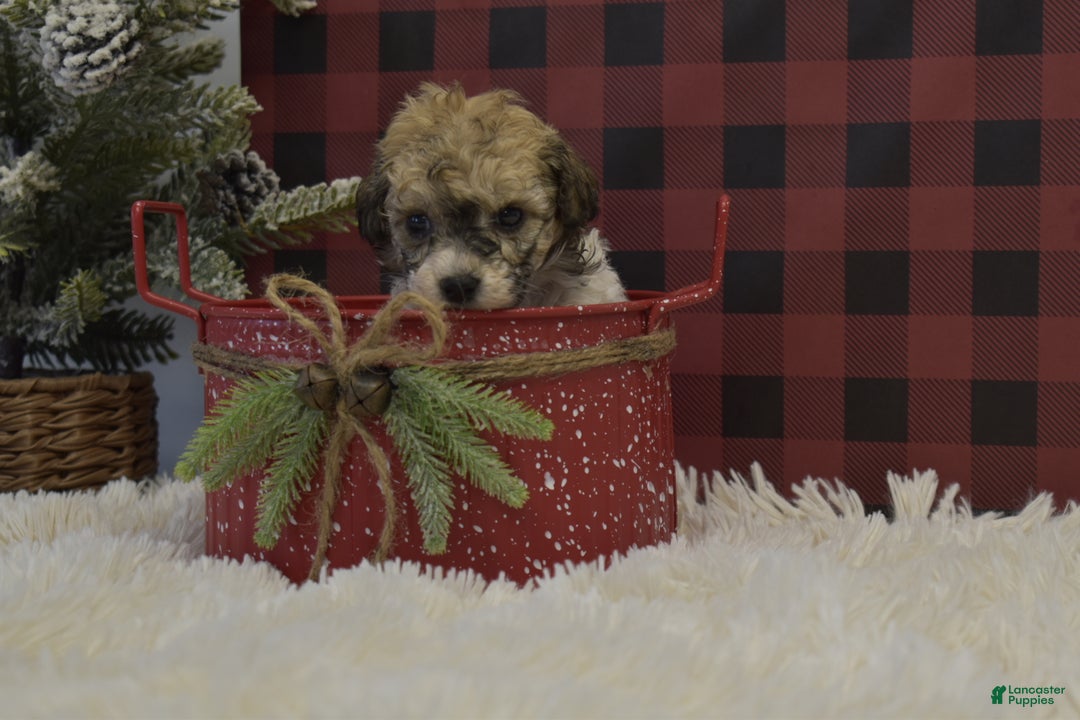 Miniature Poodle dogs for sale: Merdell - Ad 7