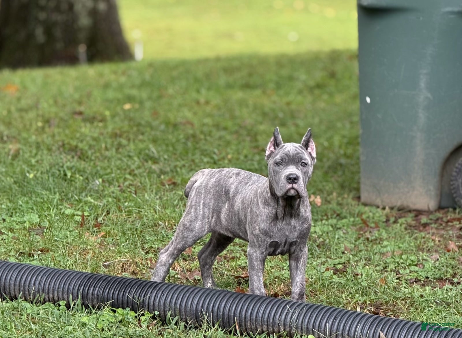 Cane Corso dogs Lemon - Ad 1