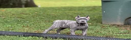 Cane Corso dogs for sale: Lemon - Ad 1