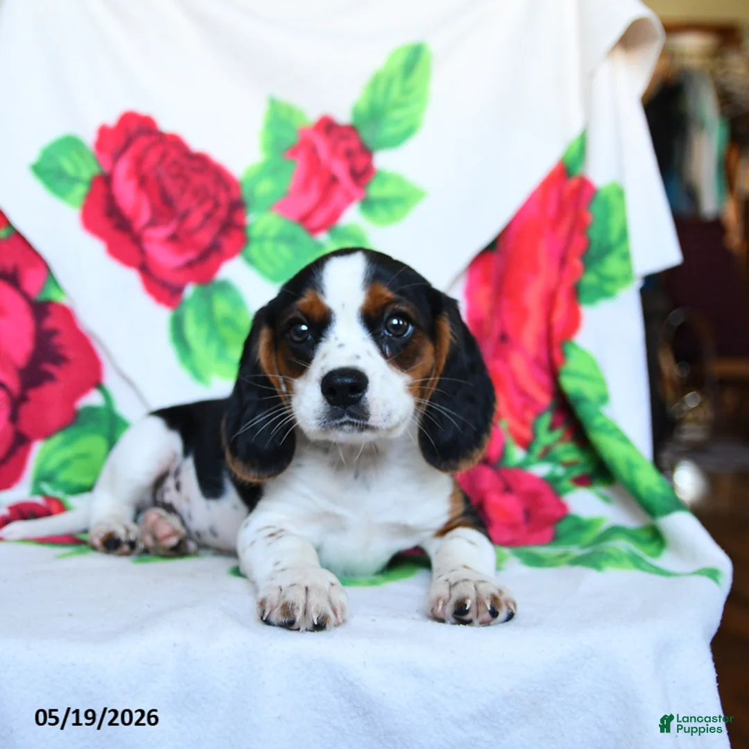 Beaglier dogs for sale: Clark - Ad 2