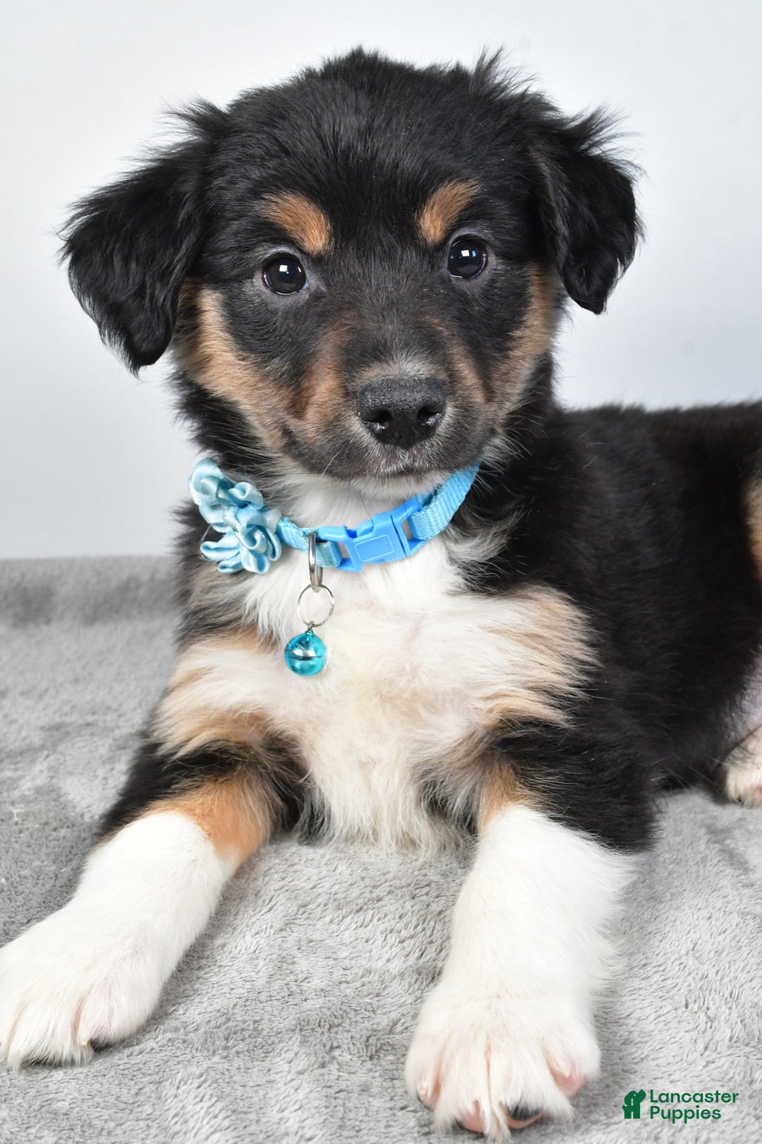 Miniature Australian Shepherd dogs for sale: Ocean - Ad 3