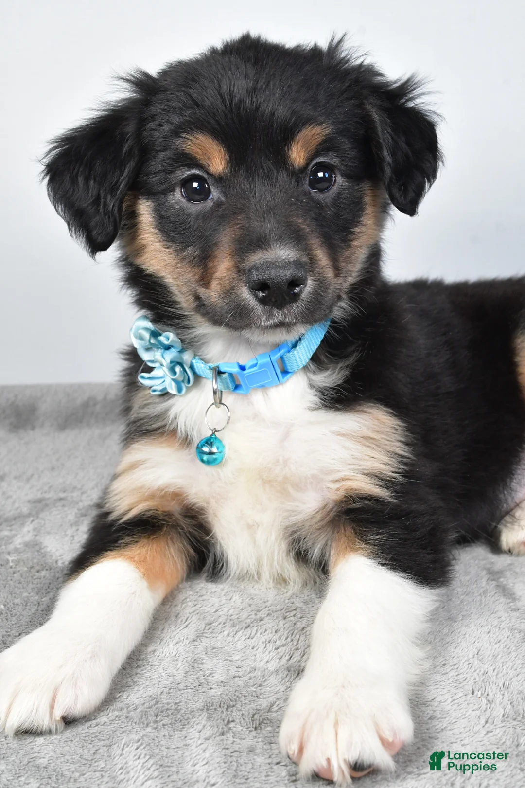 Miniature Australian Shepherd dogs for sale: Ocean - Ad 3