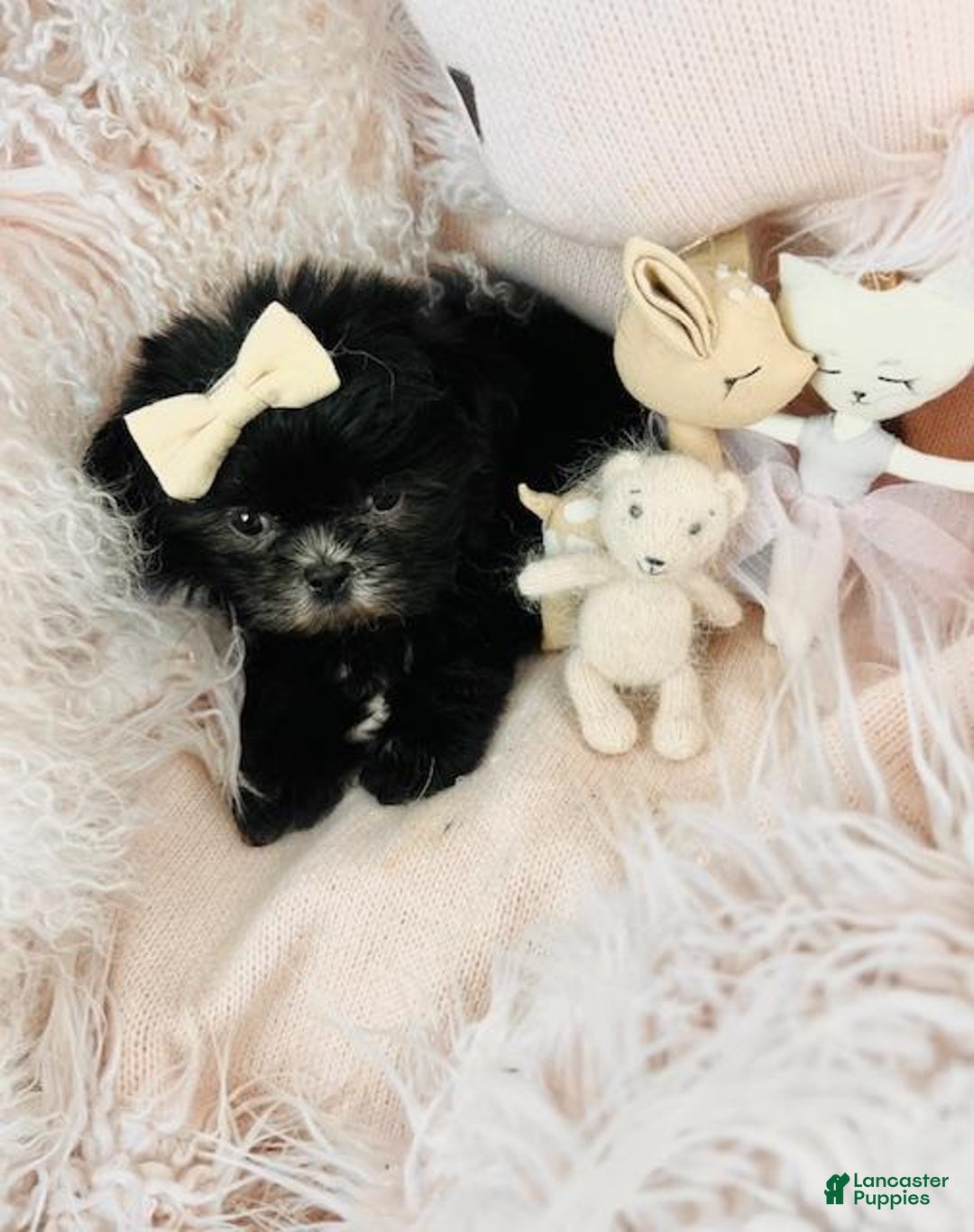 Shih Tzu dogs for sale: Shih Tzu Puppy 1 - Ad 3