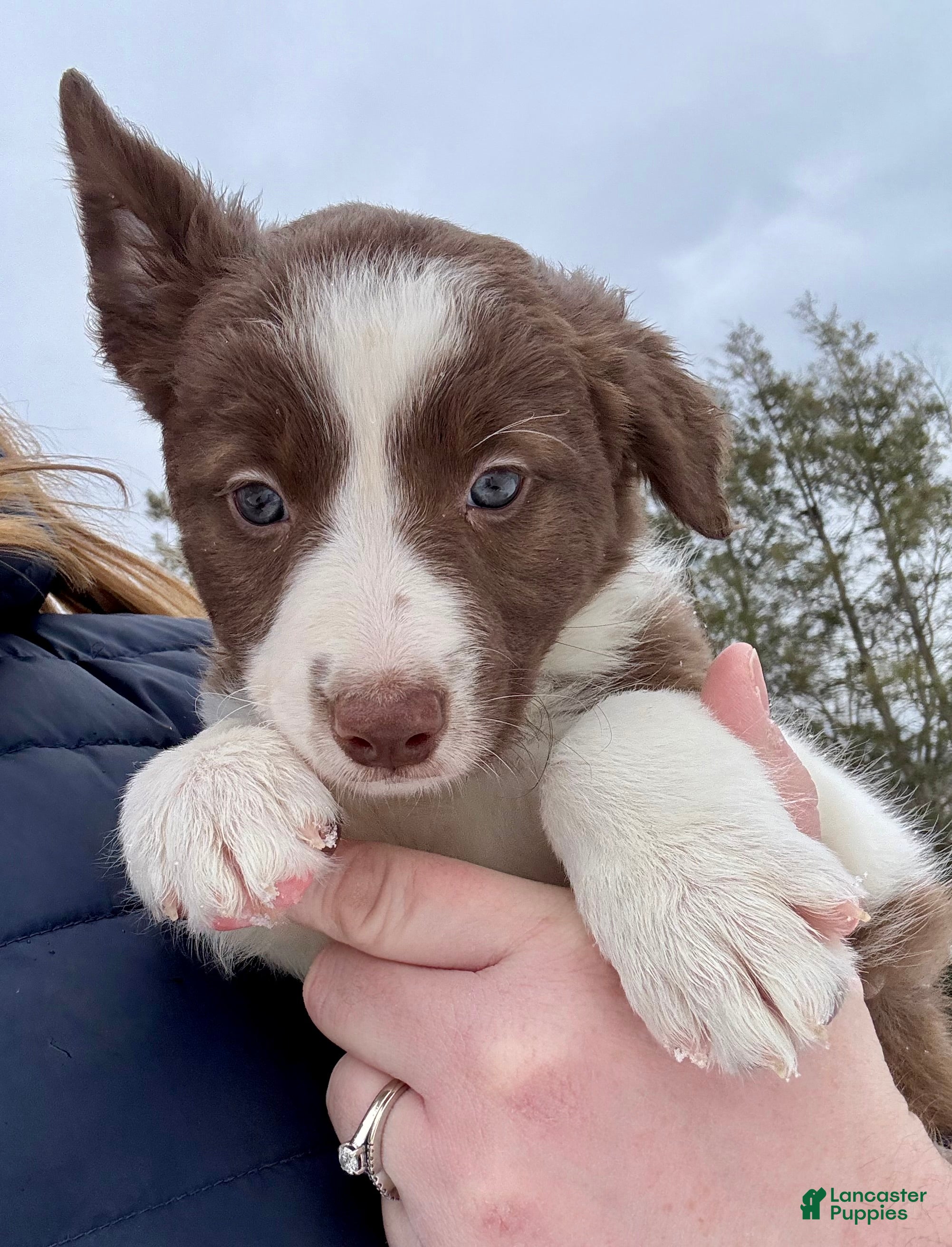 Border Collie dogs Liberty - Ad 32