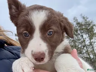 Border Collie dogs Liberty - Ad 32