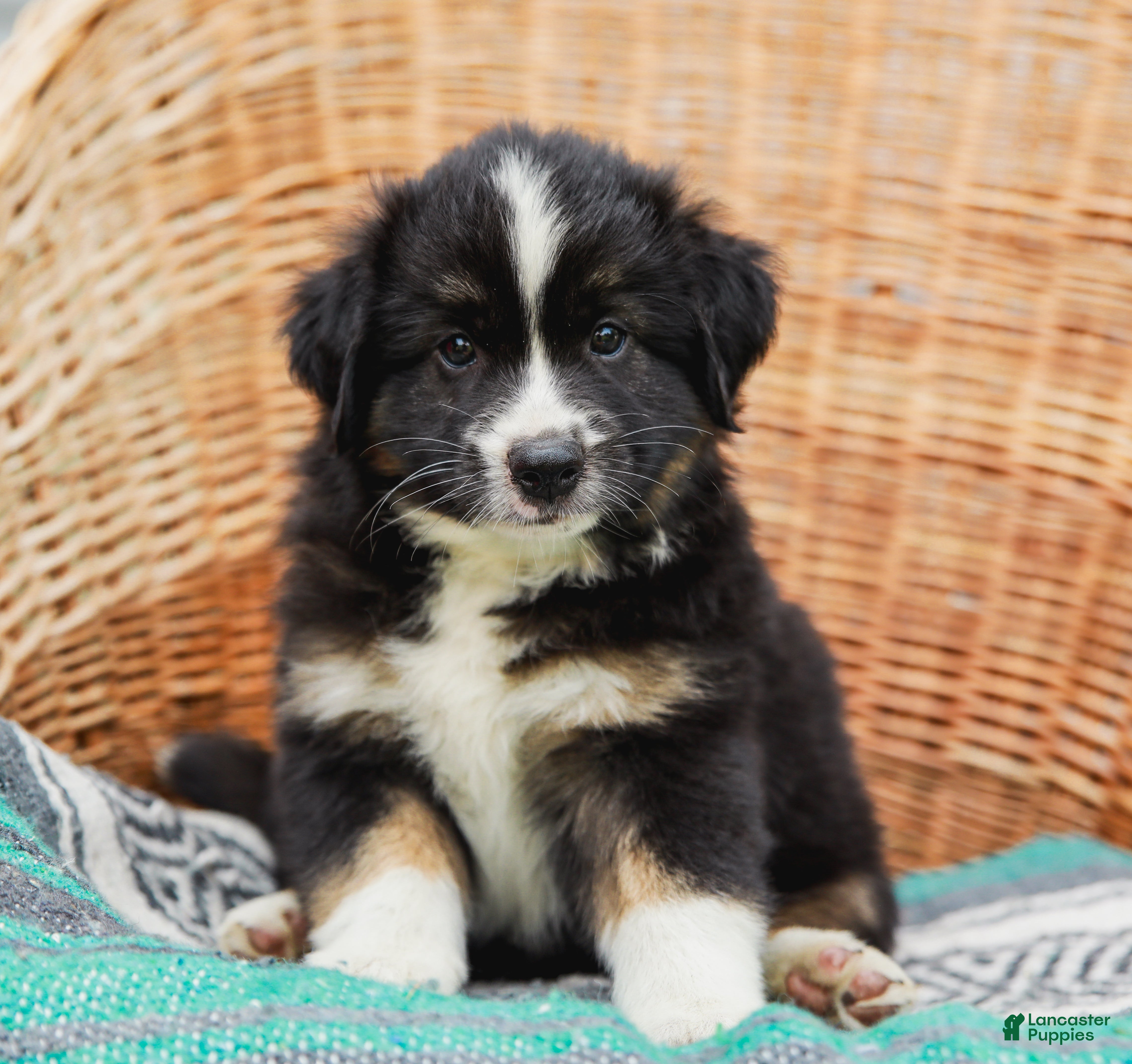 Miniature Australian Shepherd dogs Ranger - Ad 2