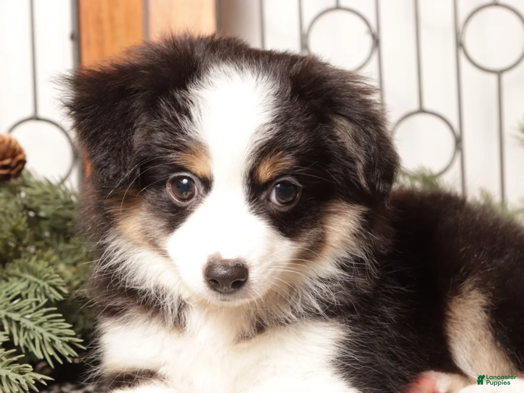 Miniature Australian Shepherd dogs for sale: Scarlette - Ad 4