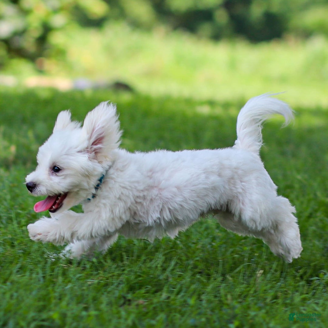 Maltese dogs for sale: Sterling - Ad 5