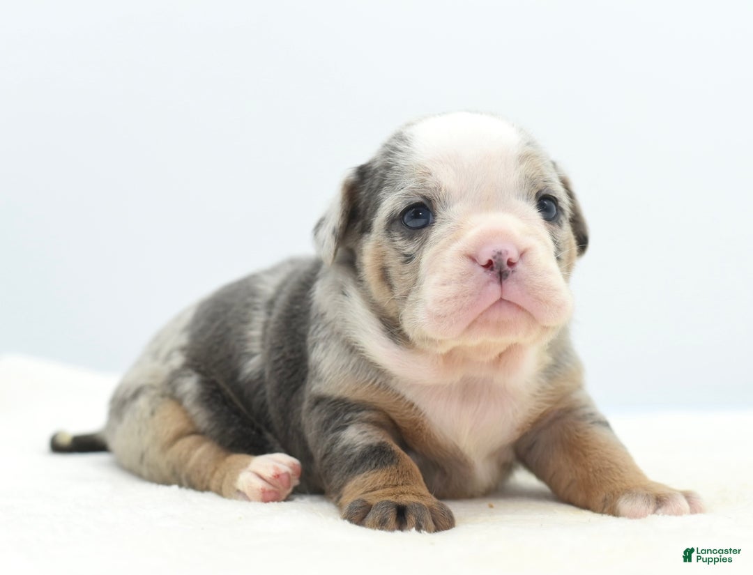 Mixed Breed dogs for sale: Aqua blue koi  - Ad 1