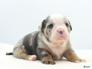 Mixed Breed dogs Aqua blue koi - Ad 2