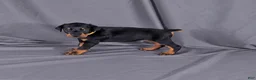 Doberman Pinscher dogs for sale: Charlie - Ad 4