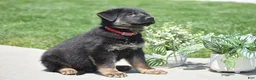 German Shepherd dogs for sale: Hayden - Ad 5