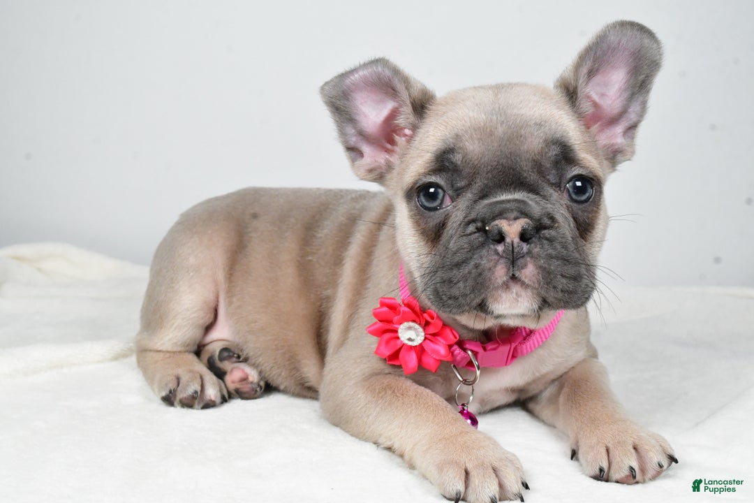 Mixed Breed dogs for sale: Reese - Ad 2