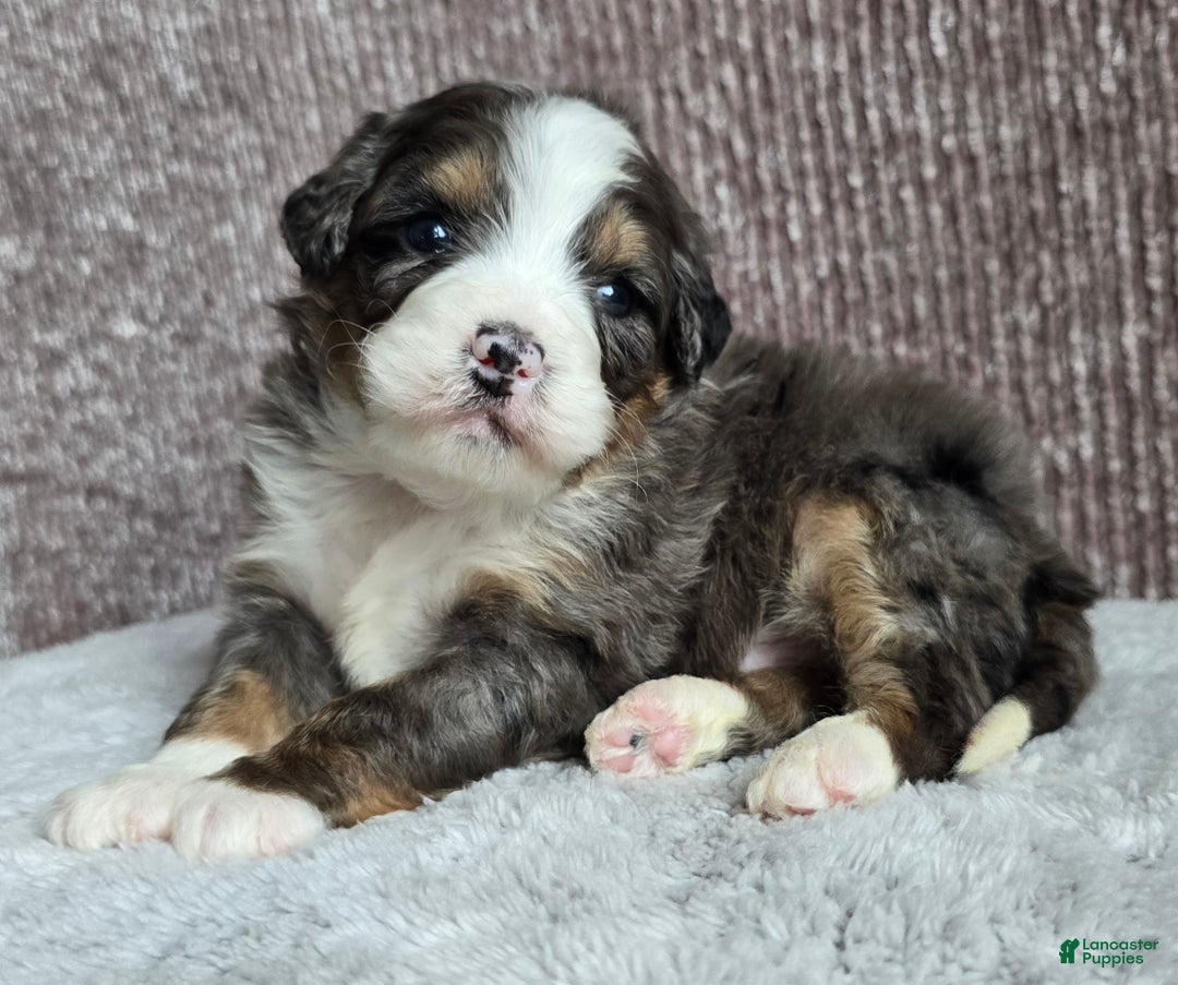 Mini Bernedoodle dogs for sale: Mini Archie - Ad 1
