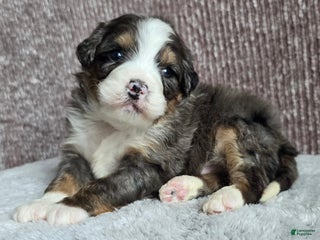 Mini Bernedoodle dogs Mini Archie - Ad 6