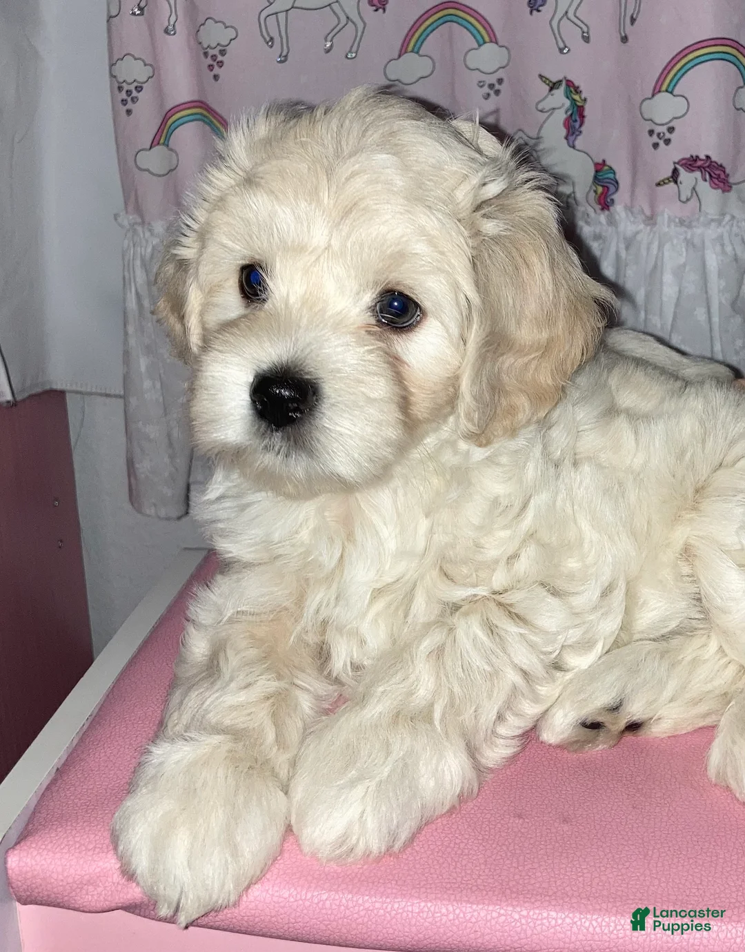 Maltipoo dogs for sale: Lucy - Ad 1