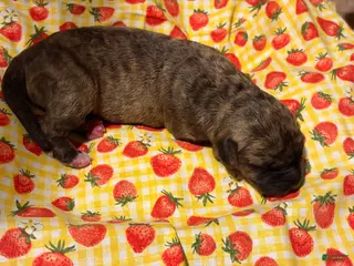 Mixed Breed dogs Yellow Girl - Ad 24