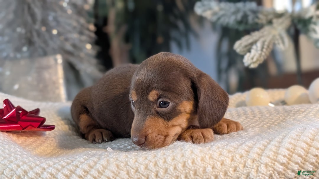 Miniature Dachshund dogs for sale: Iris - Ad 4