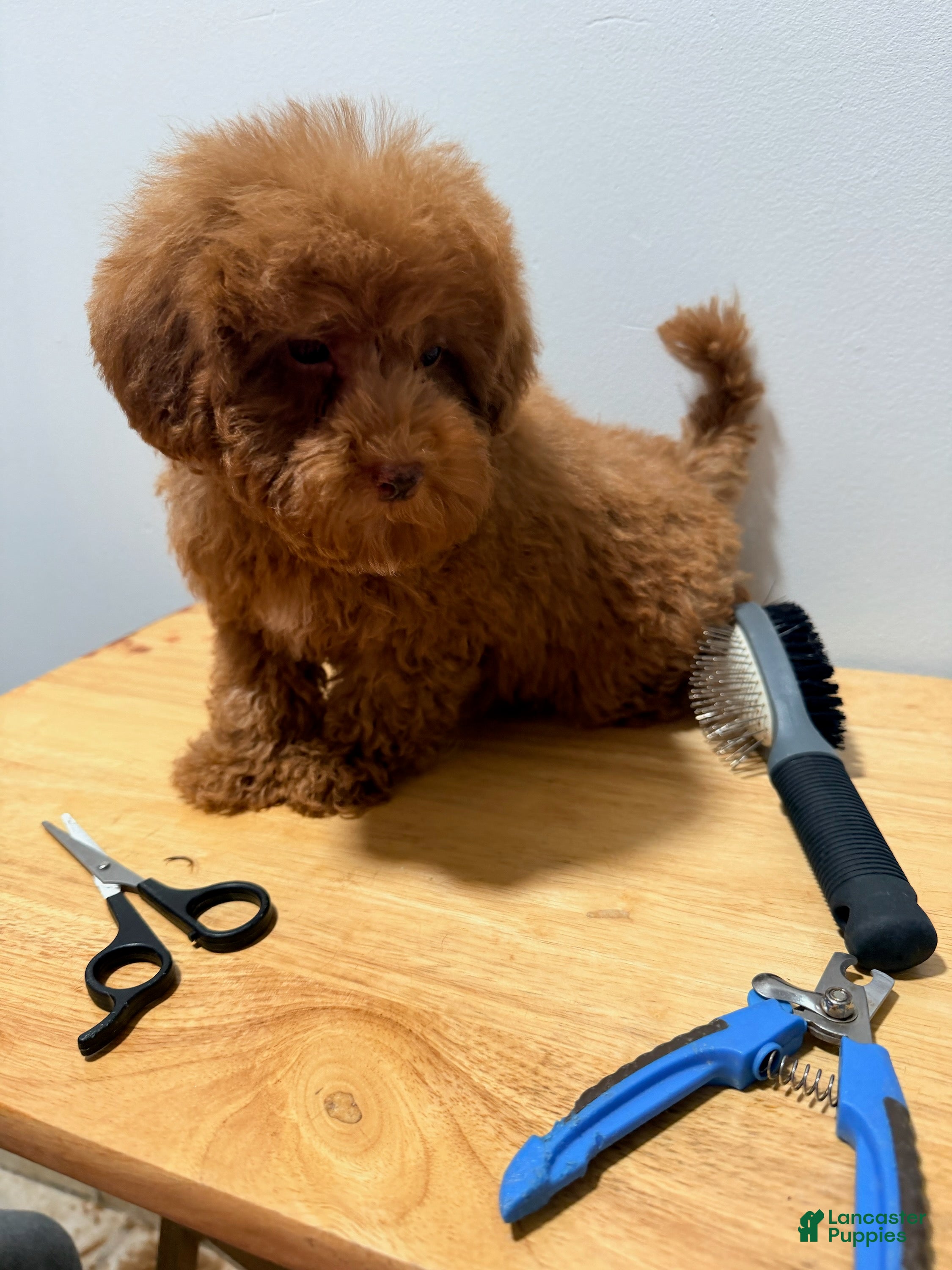 Toy Poodle dogs for sale: Toy Poodle Male - Ad 15