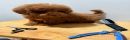 Toy Poodle dogs for sale: Toy Poodle Male - Ad 1