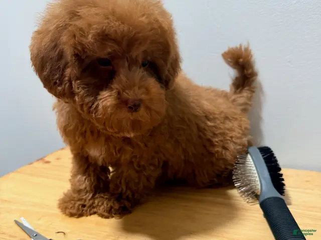 Toy Poodle dogs for sale: Toy Poodle Male - Ad 15