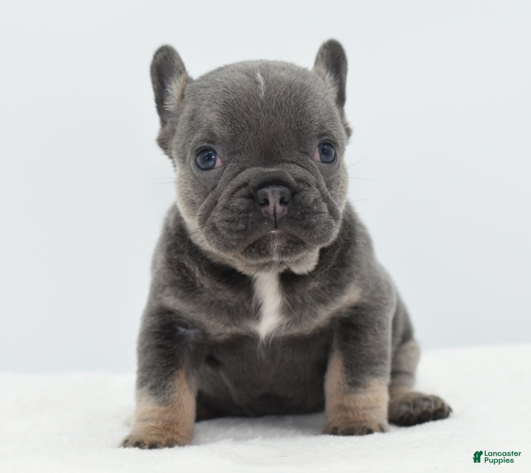 Mixed Breed dogs for sale: Queen lilac tricolor  - Ad 21