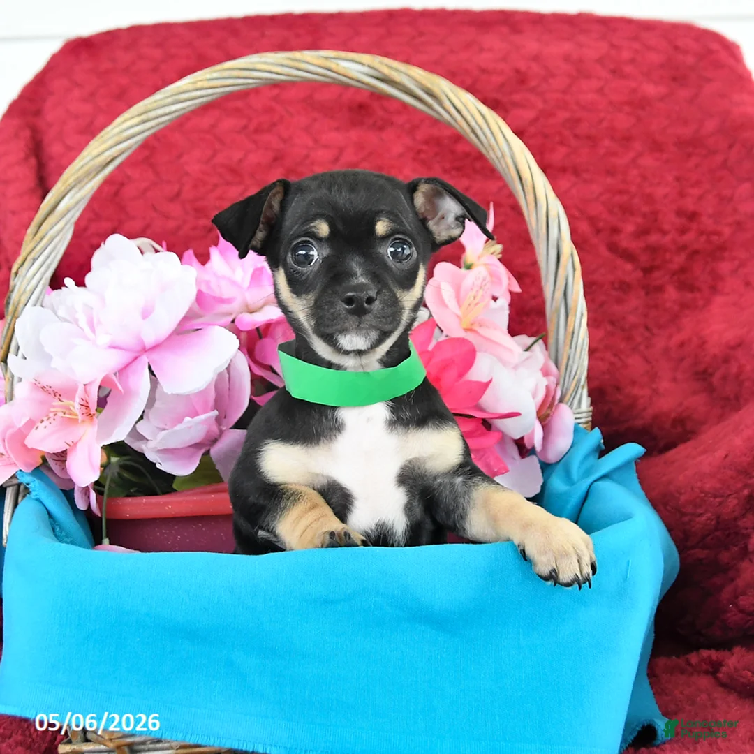 Mixed Breed dogs for sale: Buster - Ad 2