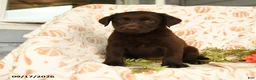 Labrador Retriever dogs for sale: Mindy - Ad 1