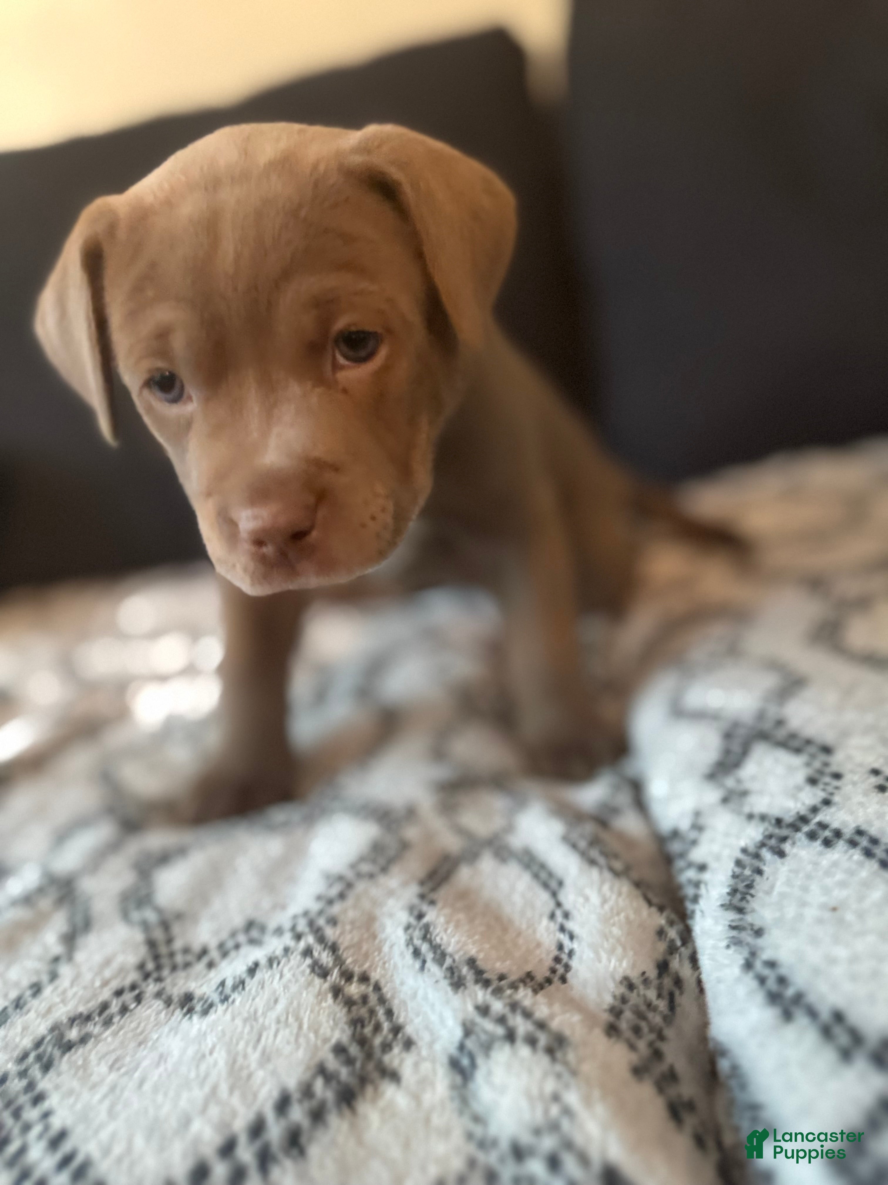 Mixed Breed dogs for sale: Lola - Ad 3