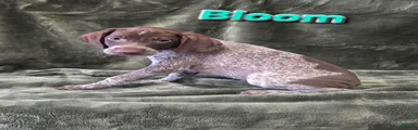 BLOOM