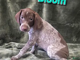 German Shorthaired Pointer dogs BLOOM - Ad 23