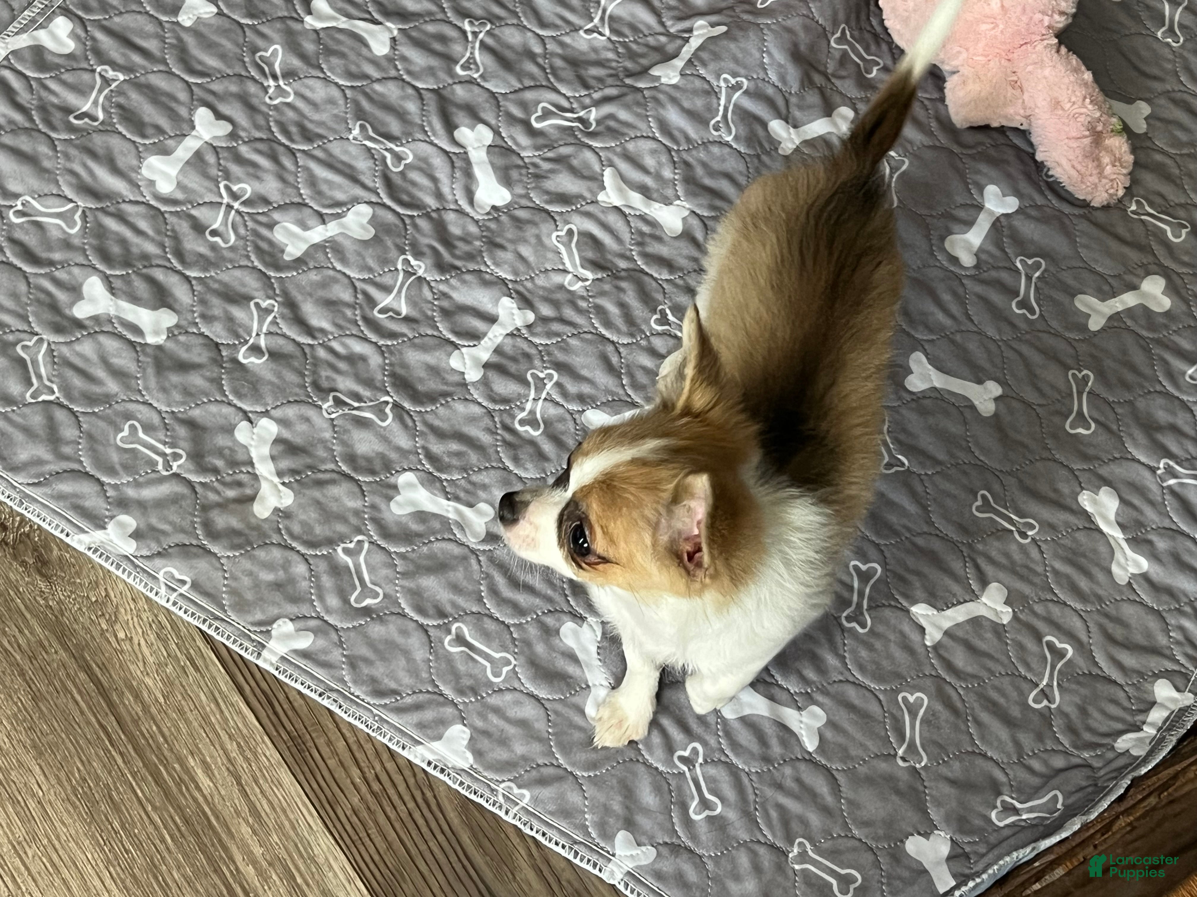 Chihuahua dogs Dolly - Ad 2