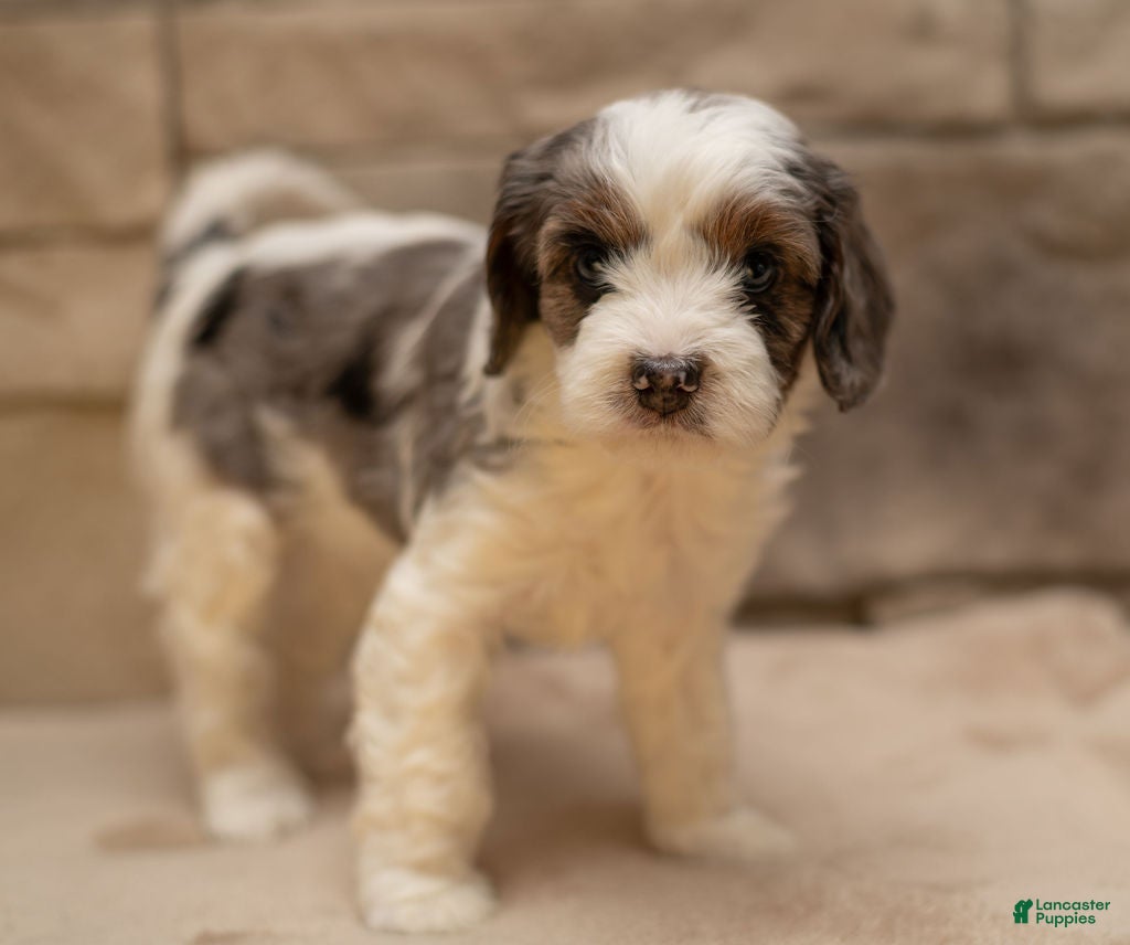 Cavapoo dogs Honey - Ad 6