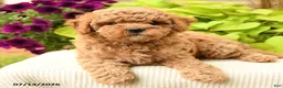 Cavapoo dogs for sale: Cutie - Ad 3