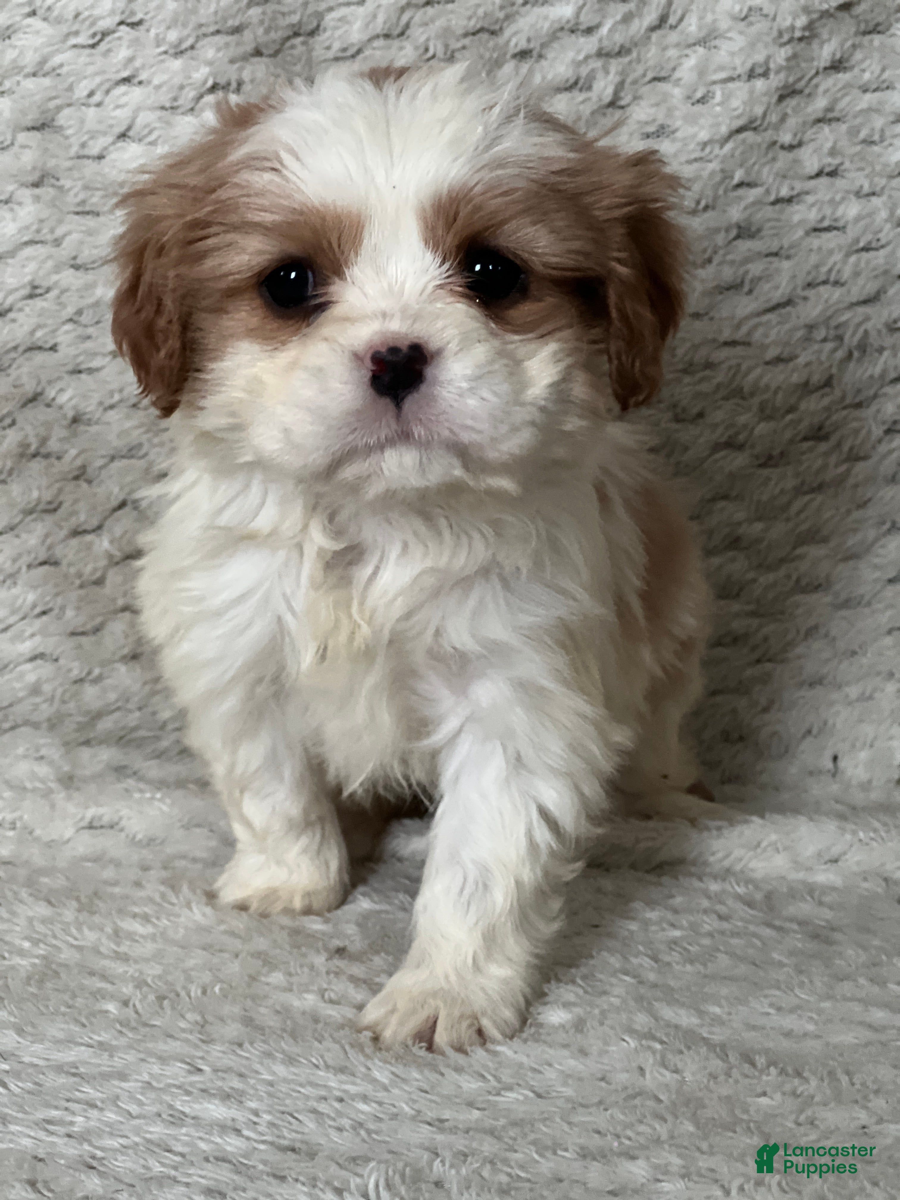 Cavalier King Charles Spaniel dogs for sale: Daphne - Ad 2