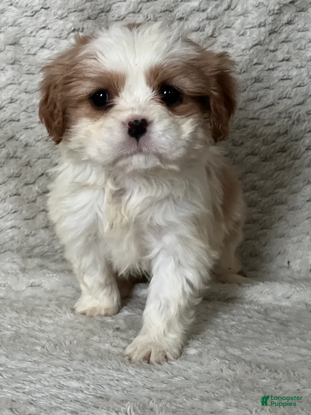Cavalier King Charles Spaniel dogs for sale: Daphne - Ad 1