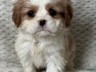 Cavalier King Charles Spaniel dogs for sale: Daphne - Ad 2
