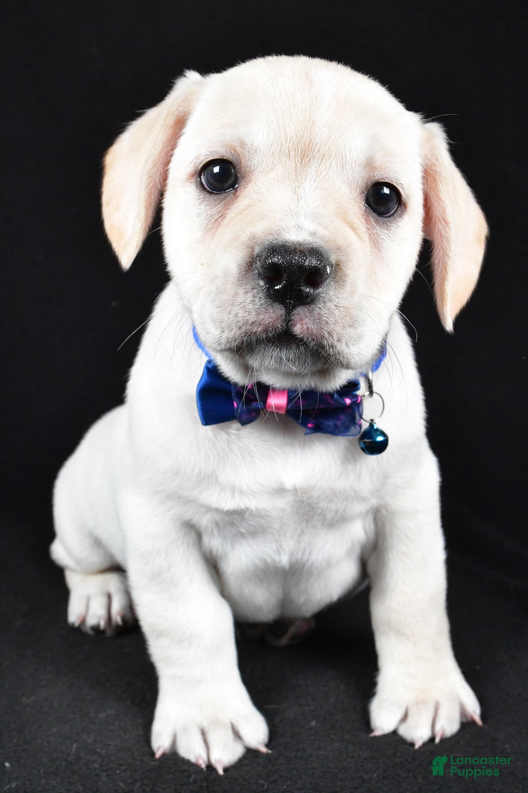 Mixed Breed dogs for sale: Domino - Ad 7