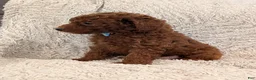 Miniature Poodle dogs for sale: Buster - Ad 8