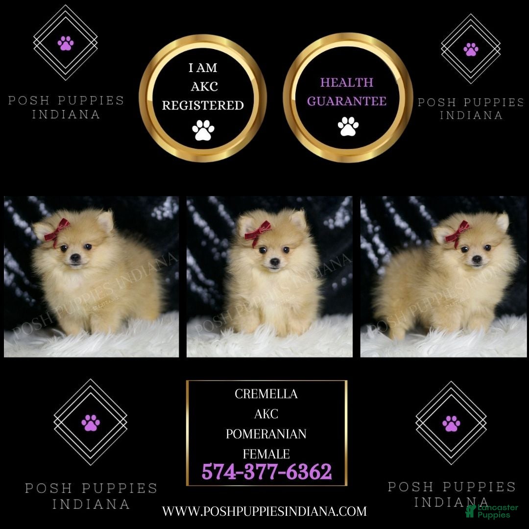 Pomeranian dogs Cremella - Ad 2