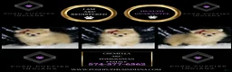 Pomeranian dogs for sale: Cremella - Ad 2