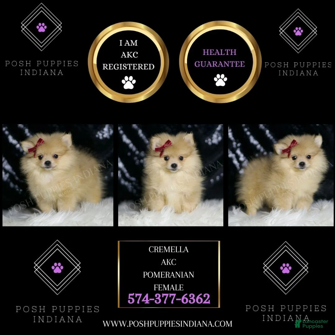 Pomeranian dogs for sale: Cremella - Ad 2