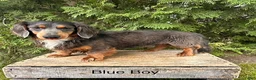 Dachshund dogs for sale: Colson - Ad 4