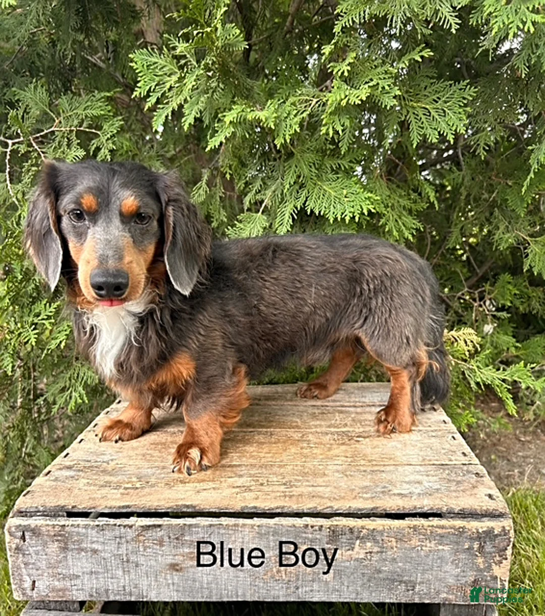 Dachshund dogs for sale: Colson - Ad 4