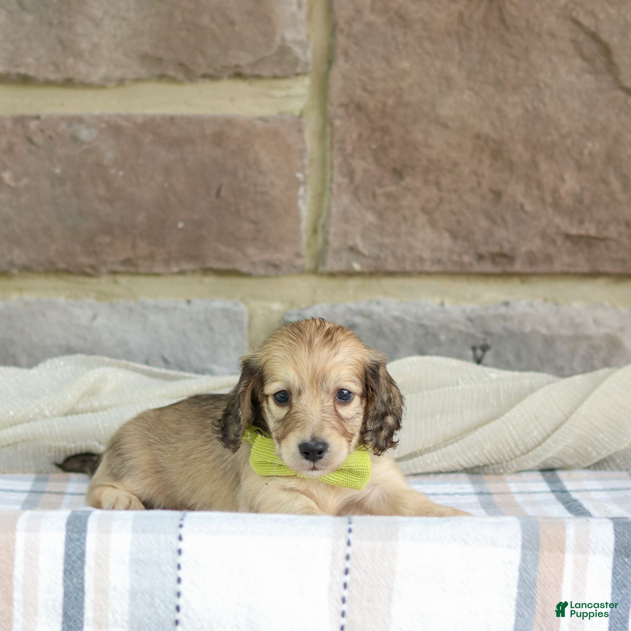 Miniature Dachshund dogs Parker - Ad 2