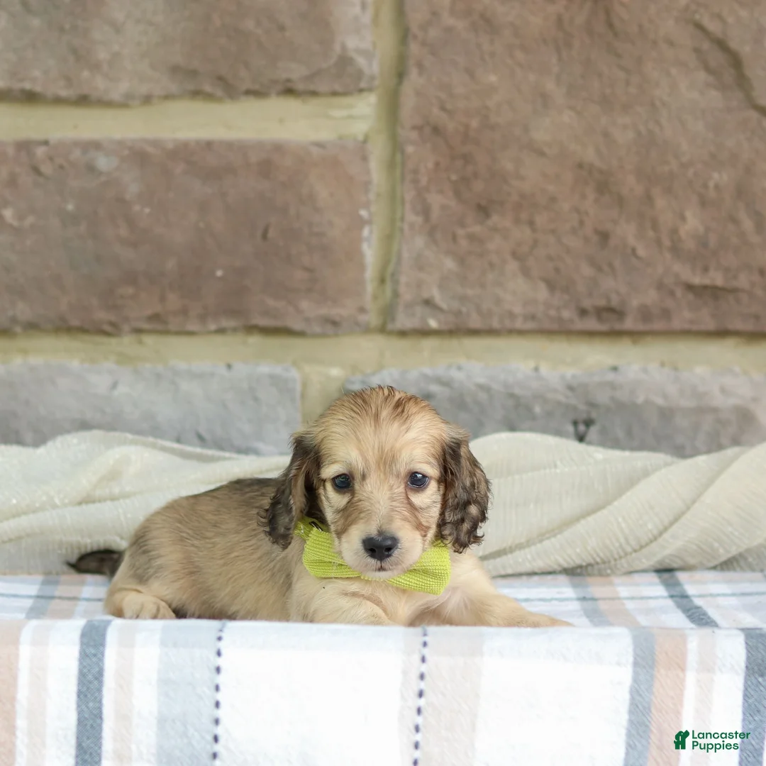 Miniature Dachshund dogs for sale: Parker - Ad 2