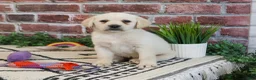 Labrador Retriever dogs for sale: Whitney  - Ad 2